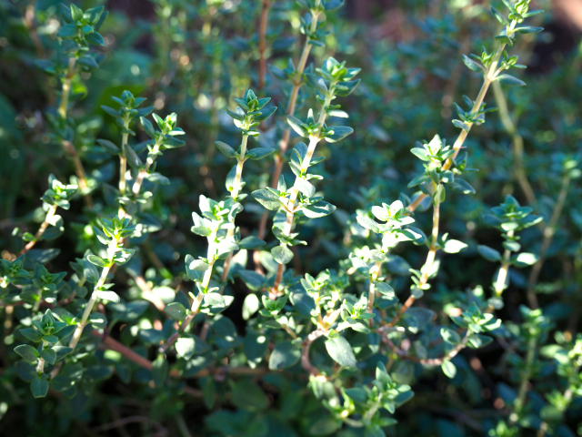 Thyme