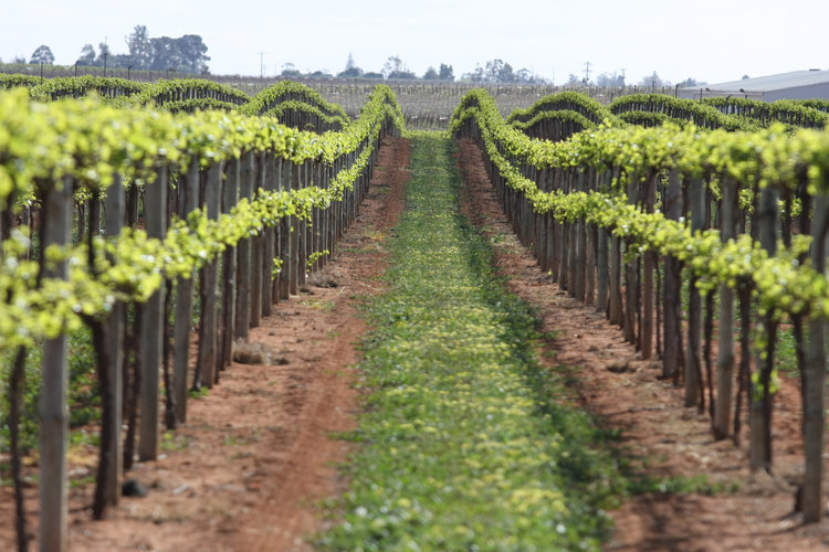 Mildura Wineries.jpg