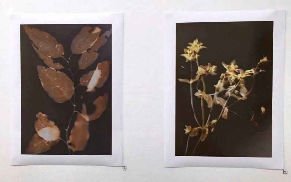 Penny Dunstan Rix's Creek series VI and VII Lumen Photographic Prints