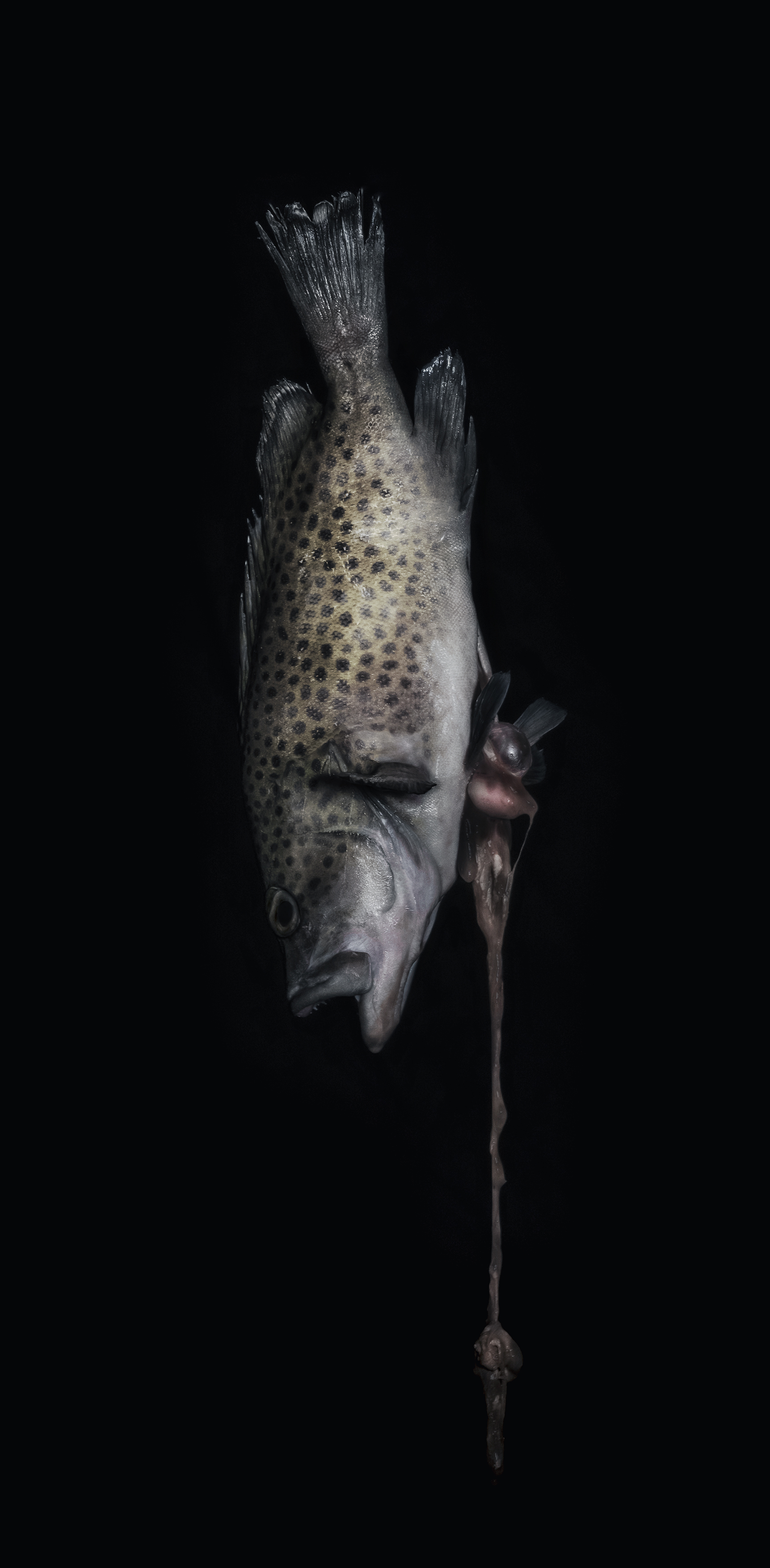 Project D image 4 - fish 1.jpg