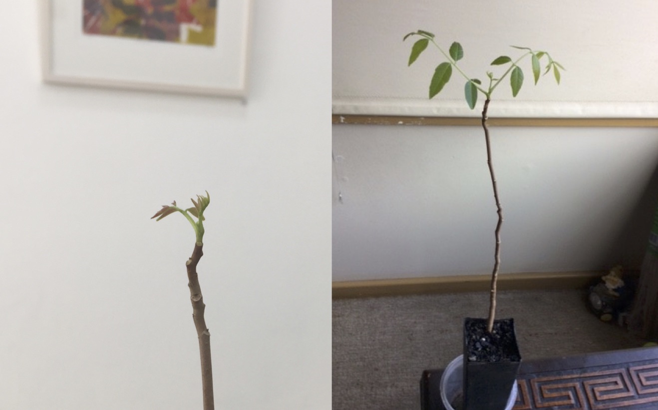 left: Australian Cedar Tree left Gallery 139 right: one week later 