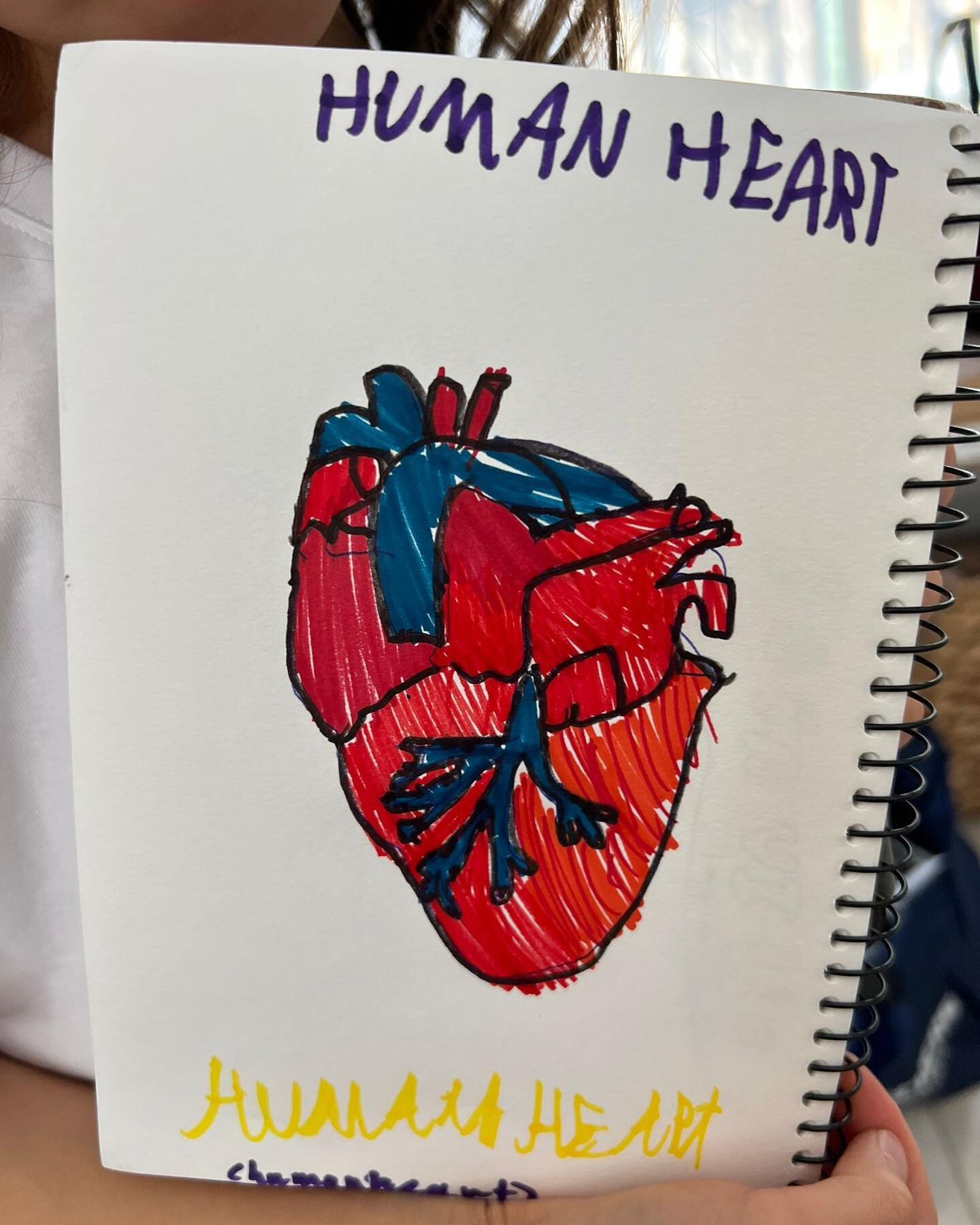 Unprompted, just interested, Miss 8 year old, drawing on the school holidays. #anatomicalheart #heart #art #schoolholidays