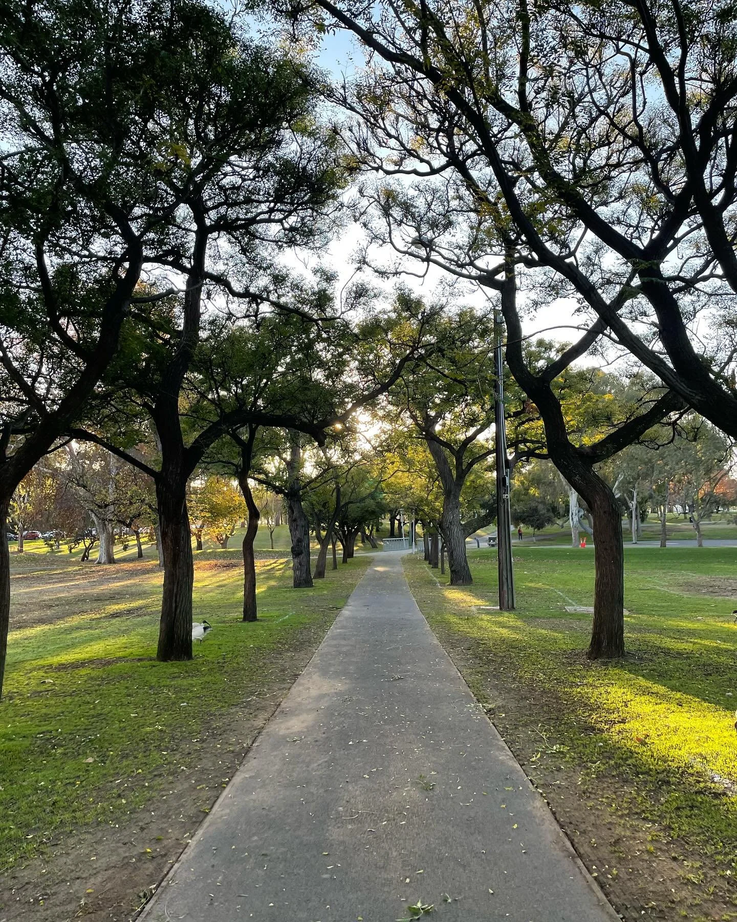 Royal Australasian College of Surgeons, Adelaide, for interviews for the Cardiothoracic training program. Fascinating diversity of candidates who dream of being a Cardiothoracic surgeon, and of the surgeons who volunteer to interview. Training surgeo