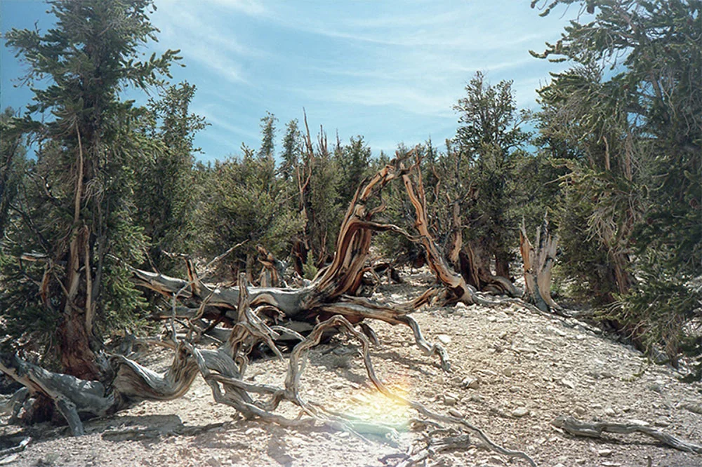 bristleconepine-copy.jpg