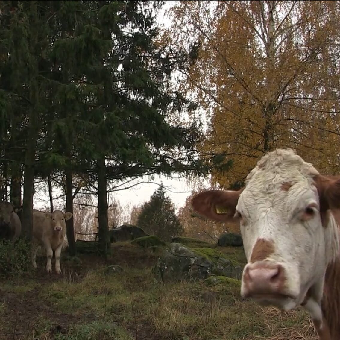 Kommande veckor kommer vi regelbundet att presentera en film fr&aring;n skolans arkiv. F&ouml;rst ute &auml;r &rdquo;Idissla&rdquo;. I Idissla g&ouml;r Sally Jacobson, Rikard Nilsson och Frida S&ouml;derqvist ett stillsamt portr&auml;tt fr&aring;n en