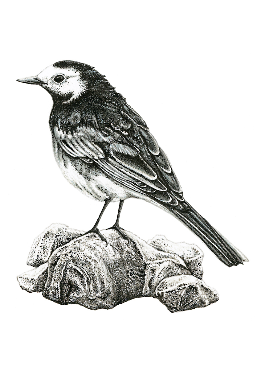 piedwagtail.jpg