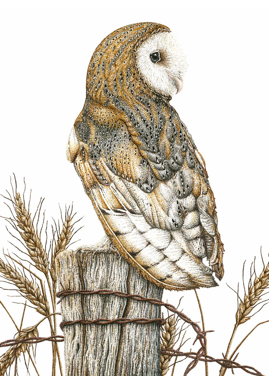 Barn Owl.jpg