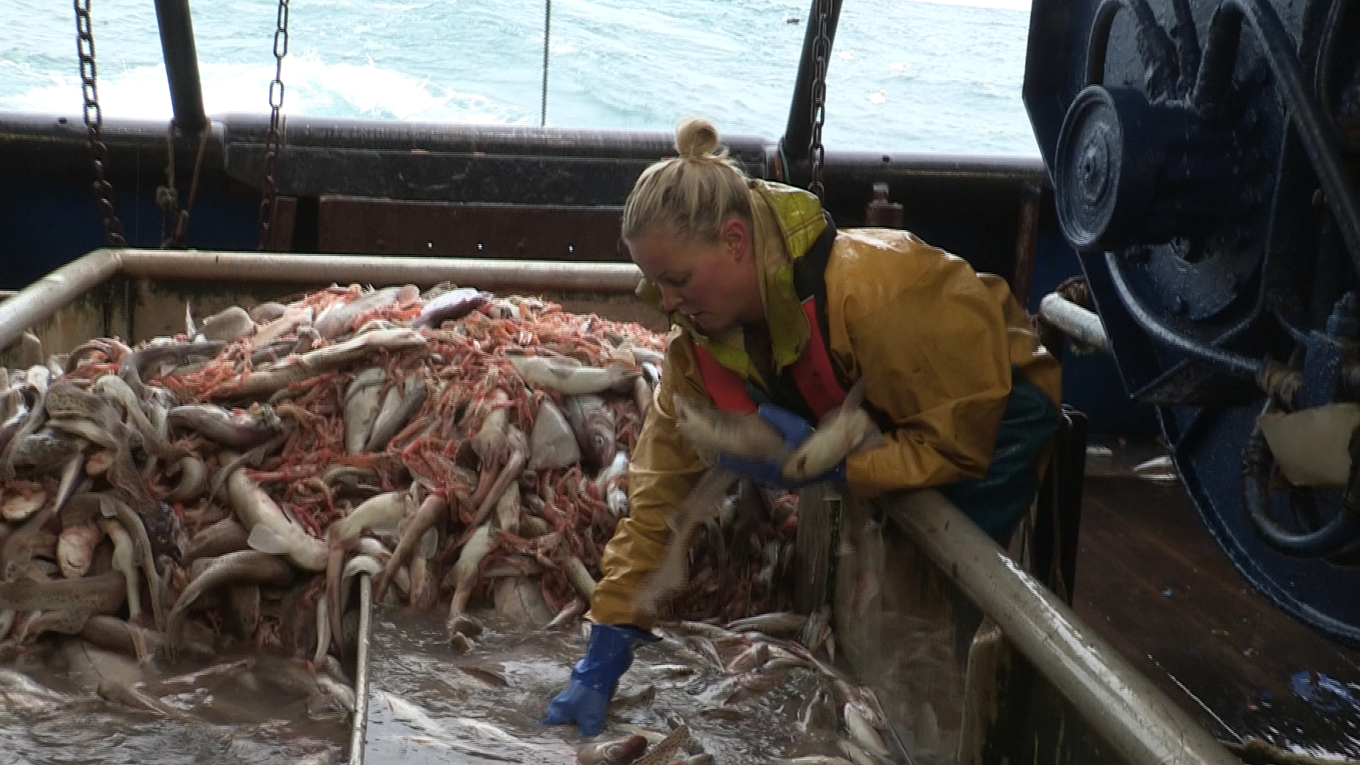 Fishing4 - Sorting Fish.jpg