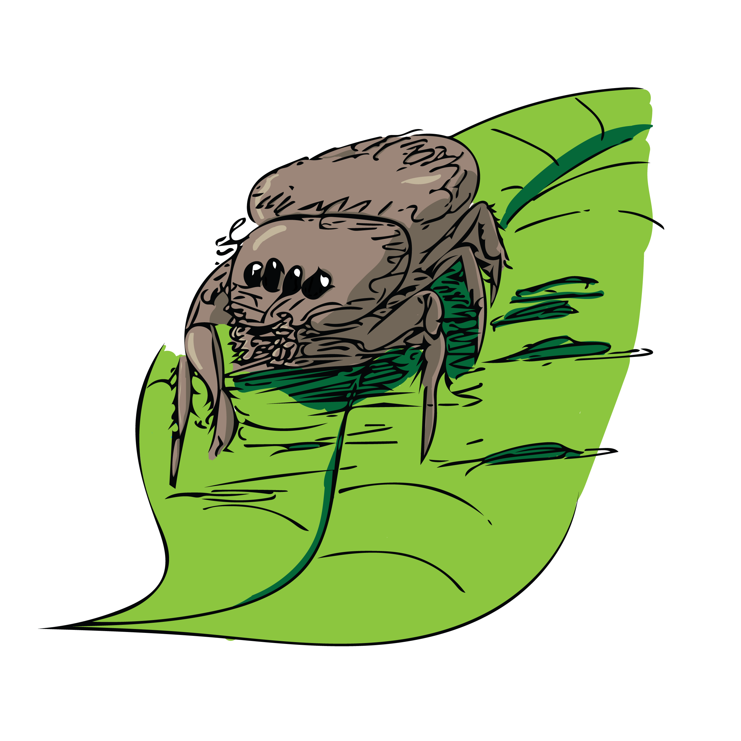 spider-01.png