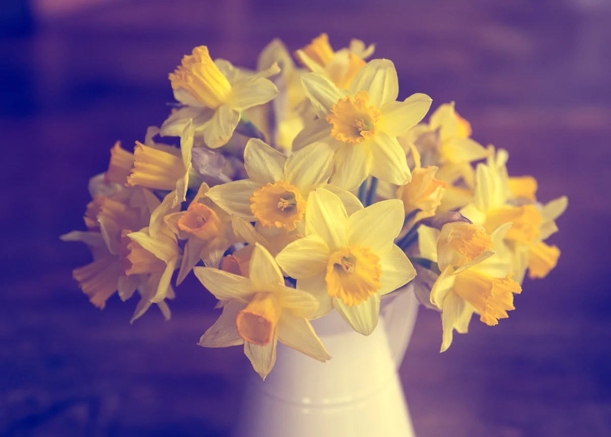 daffodils.jpg