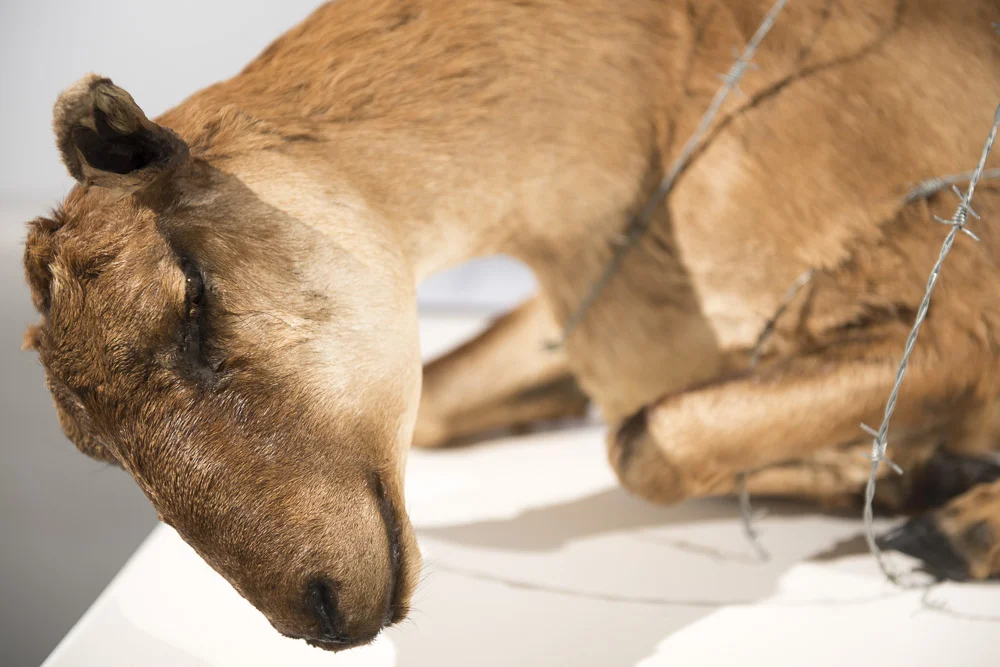 Mouflon, detail