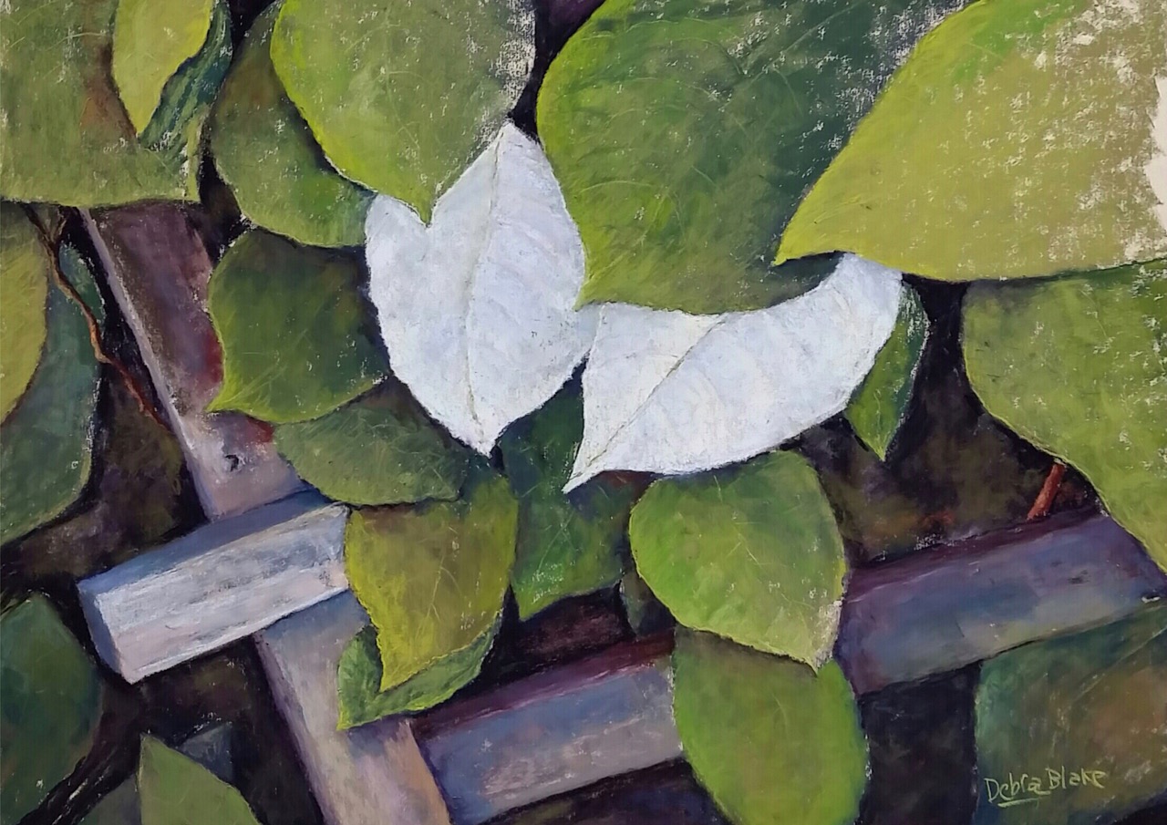 Kiwi Vine: Light and Dark