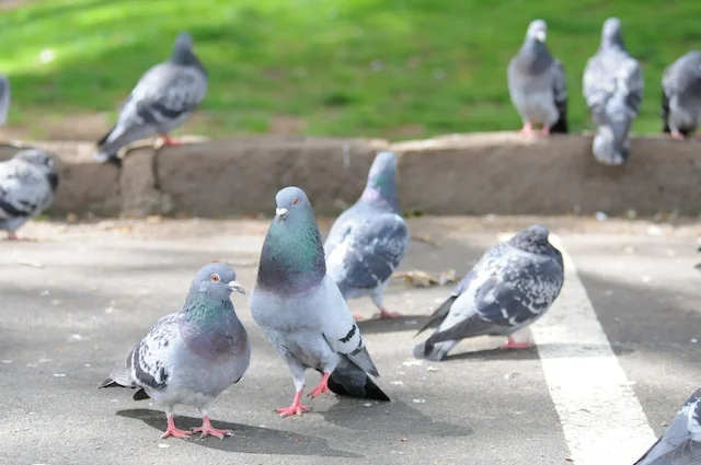 Delusional Pigeons