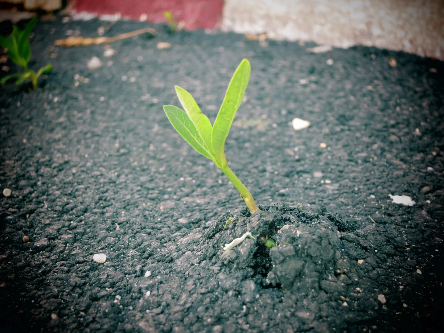 Resilience, Trauma and Transition