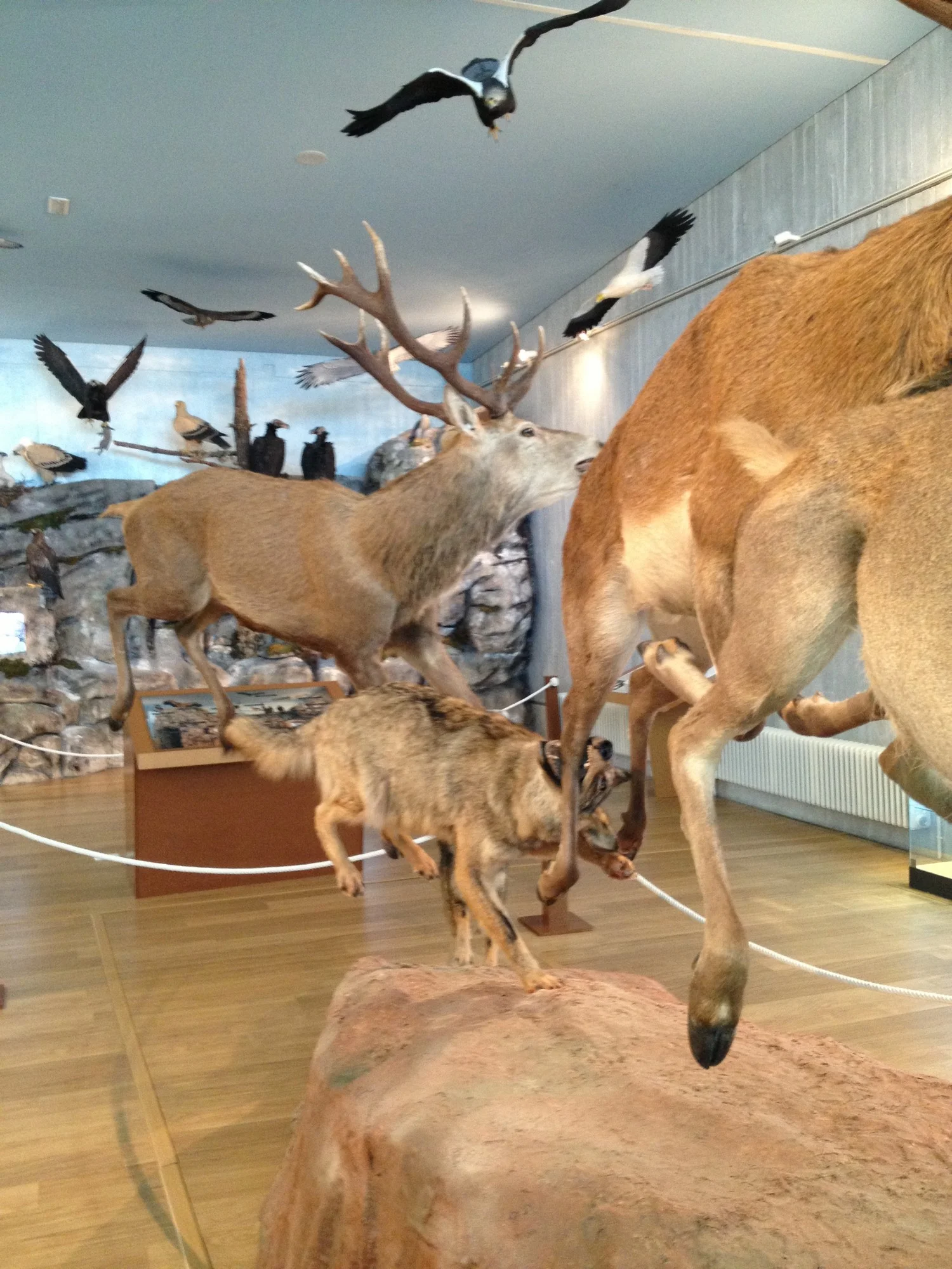 MUSEO DE NATURALEZA