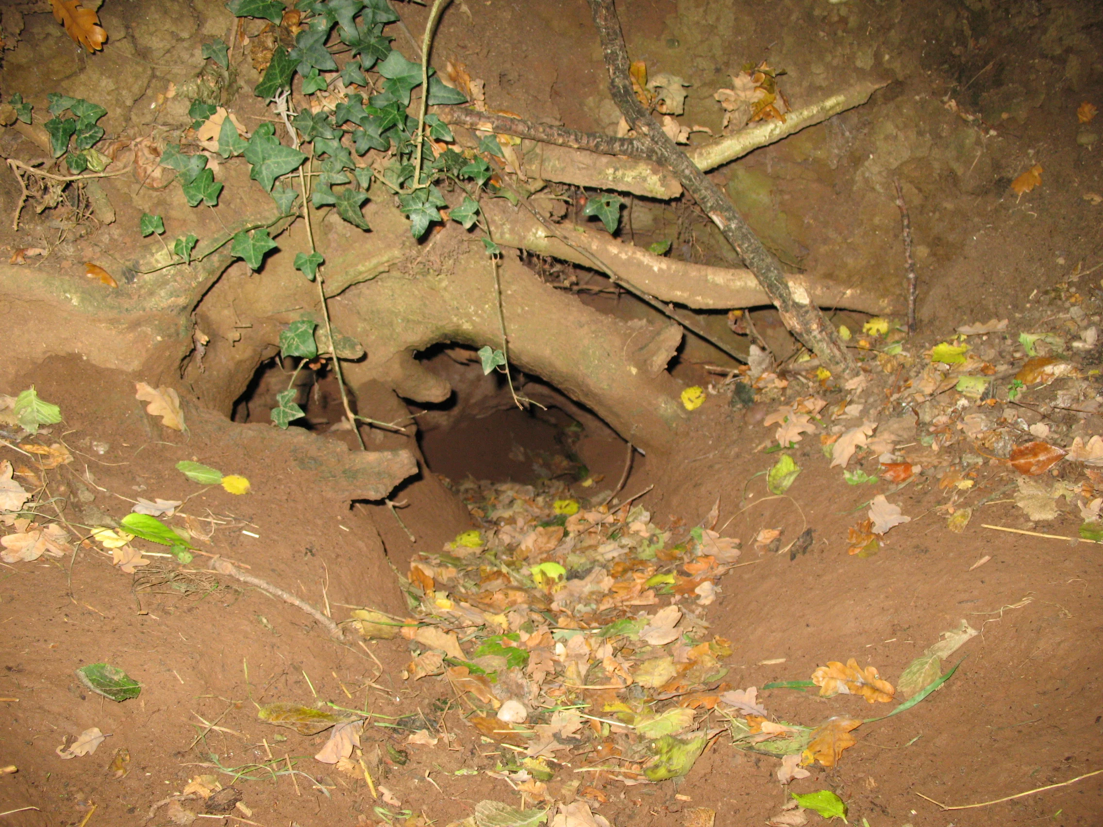 Entrance to a badger sett discovered by SUMO Geophysics