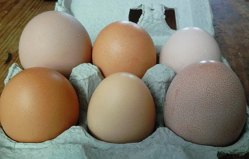 eggs.jpg