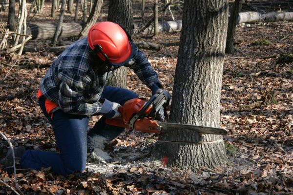  Trouble Tree Cutting 16” diam below 