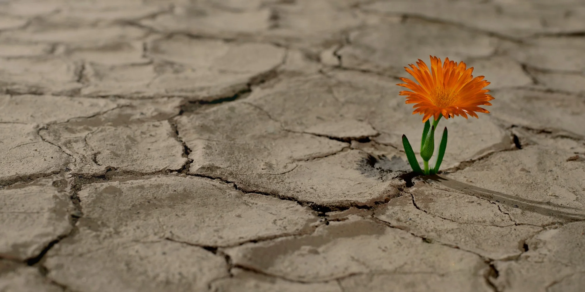 Vulnerability:  What Are We So Afraid Of?  