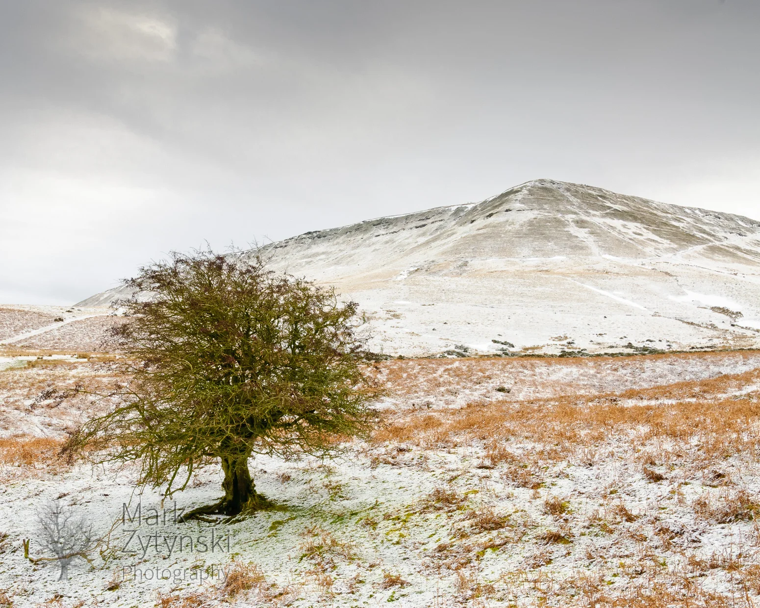 Thorn below Hay Bluff