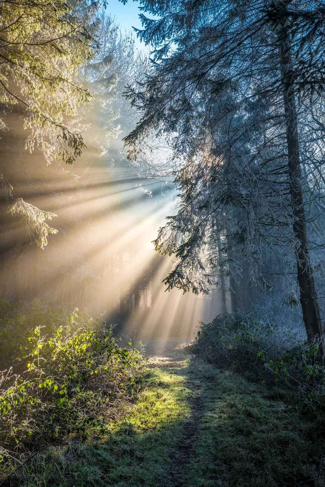 Misty Woodland (04650)