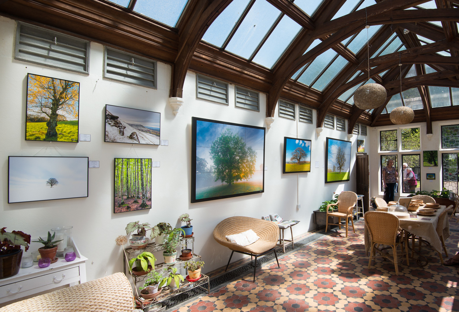Wall art exhibition of tree photography