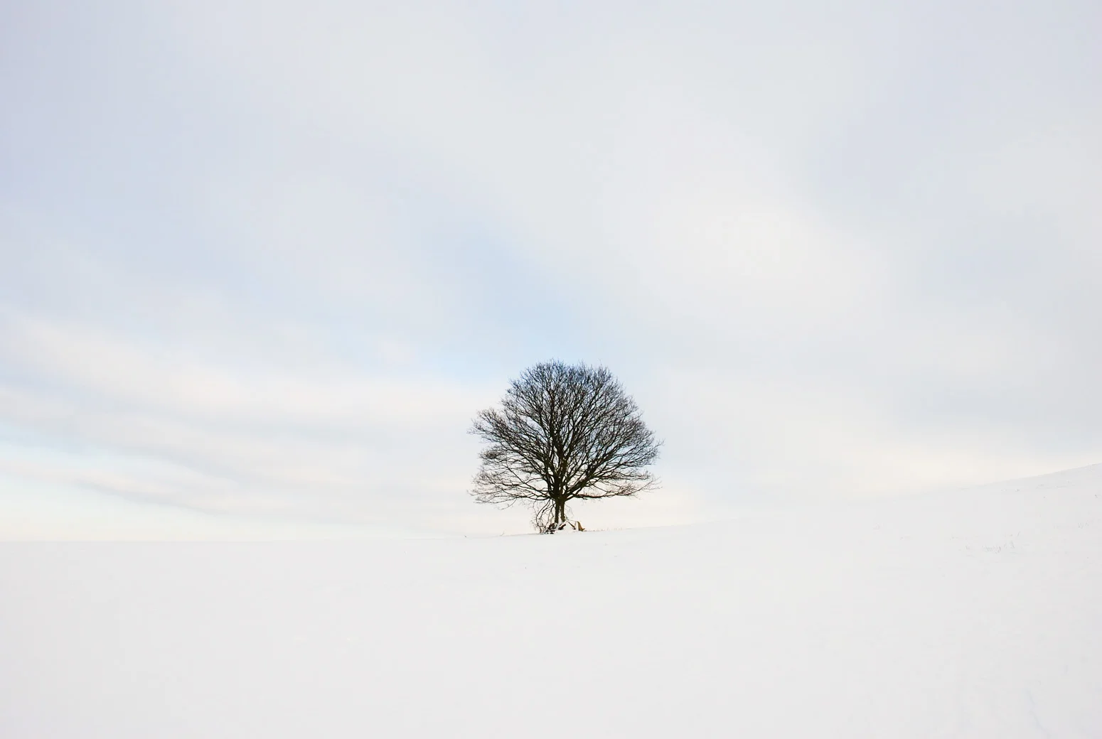 Alone in the Snow - solitary tree, snow, sky