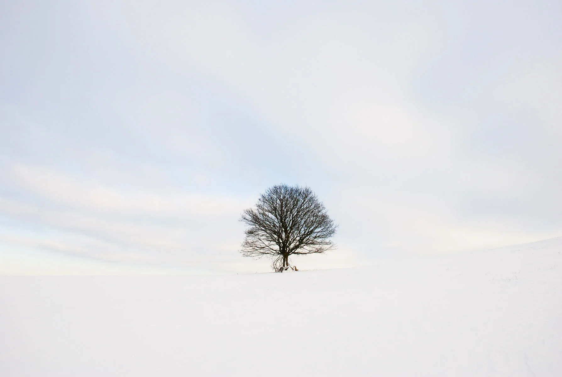 Alone in the Snow