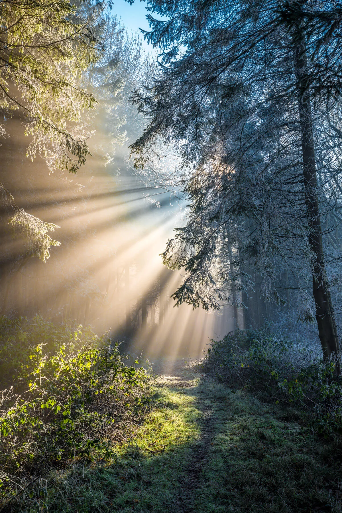 Misty Woodland
