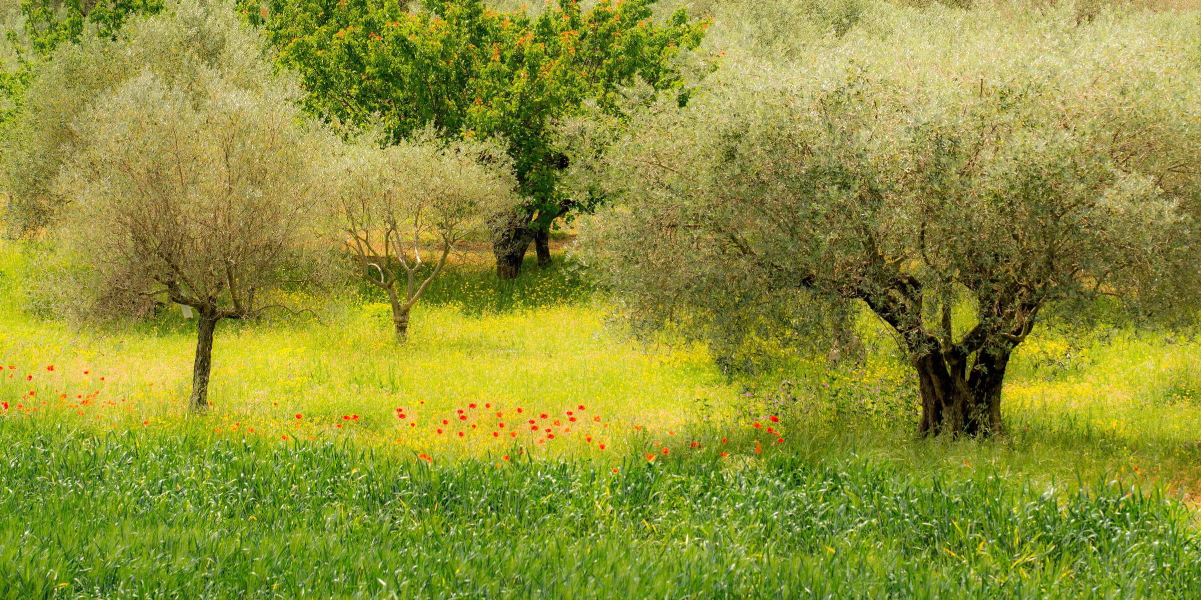 Poppies Provençal