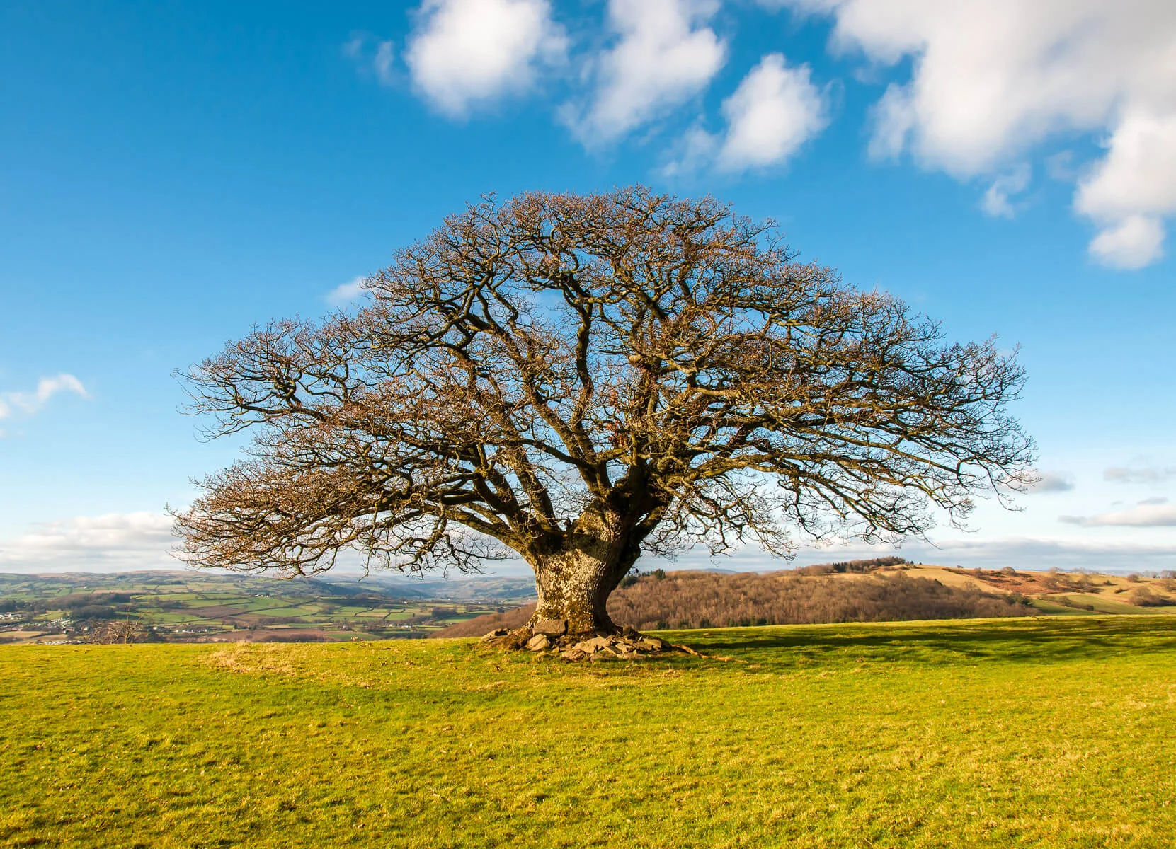 Stumpy Oak above Talgarth