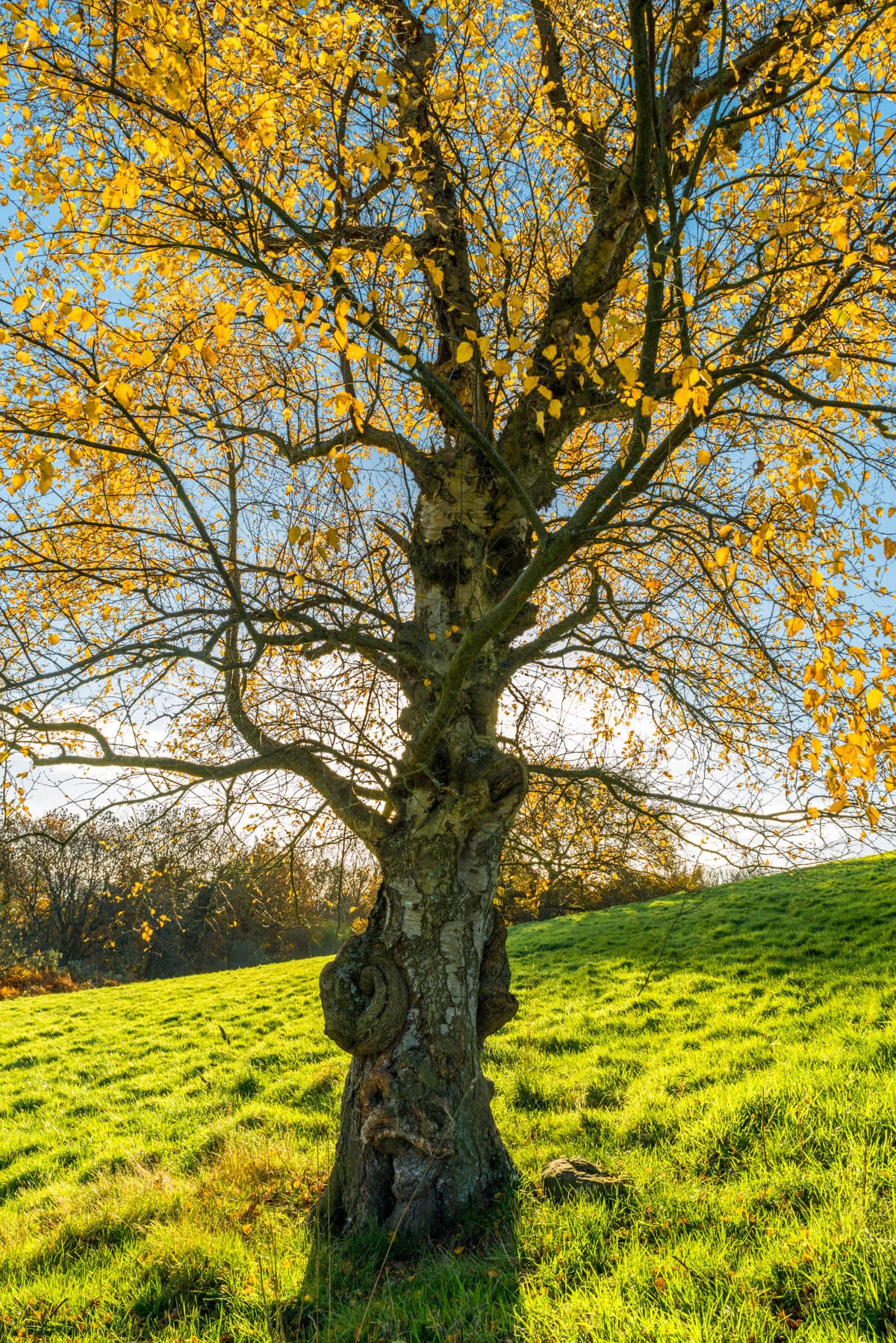 Sunlit Birch