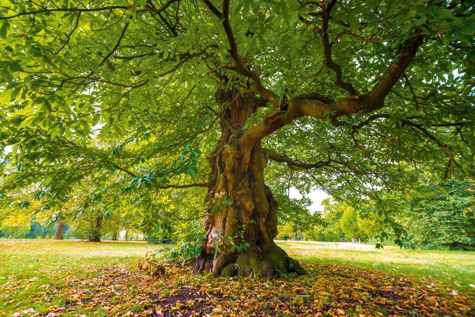 Veteran Sweet Chestnut Tree