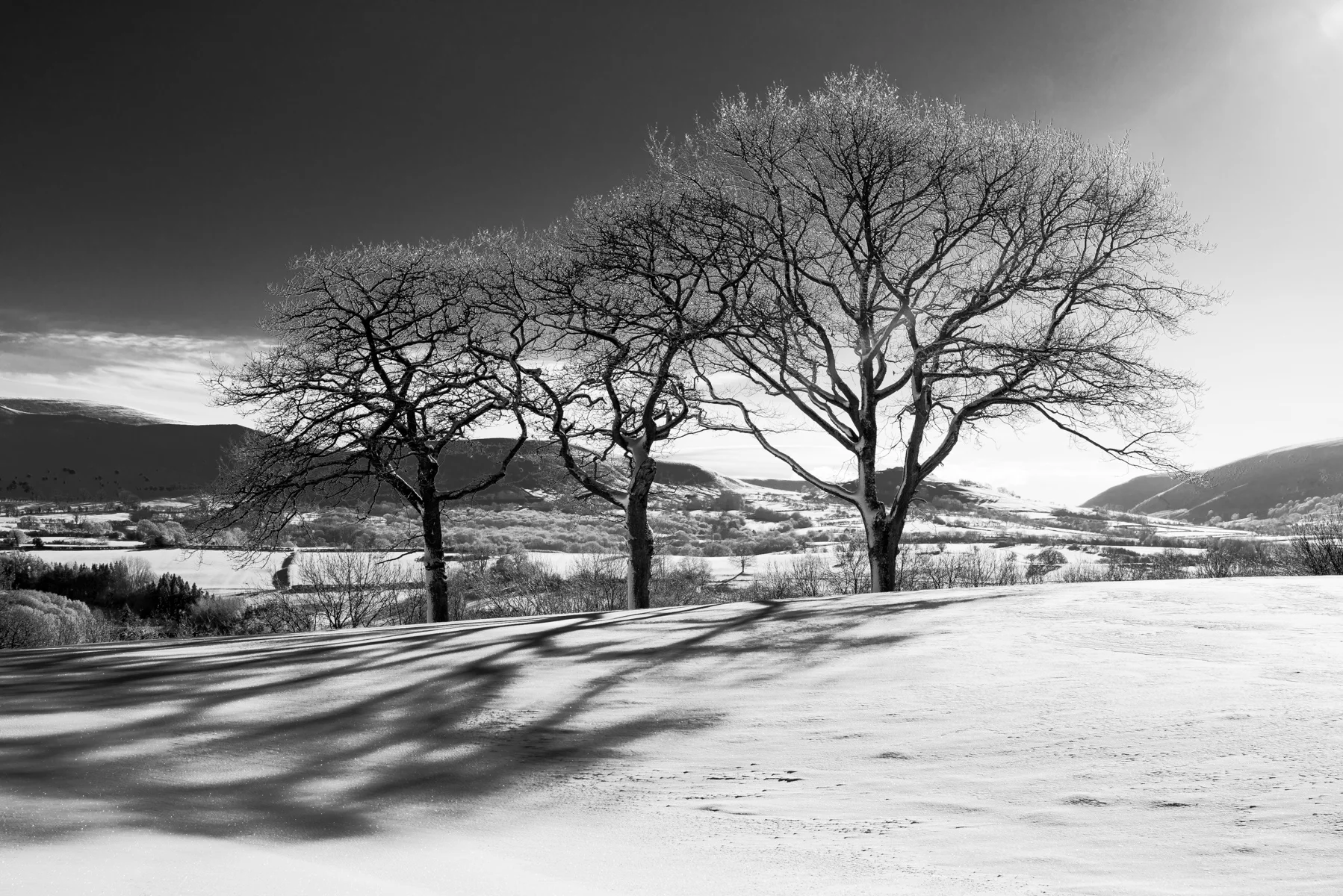 Three Oaks on a Hill