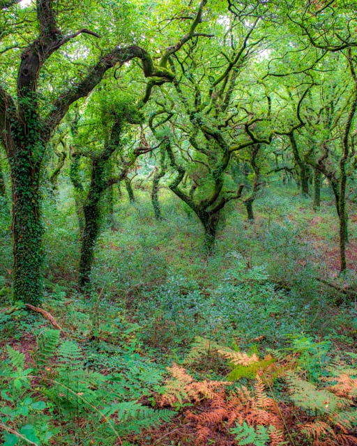 Wiggly Oaks.jpg