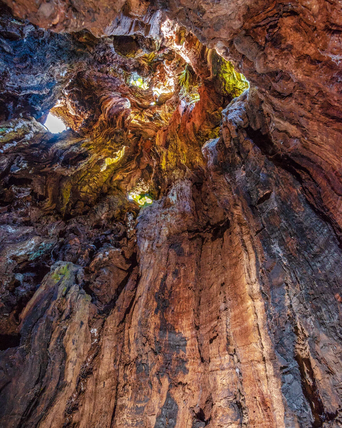 Inside the Pwllpriddog Oak