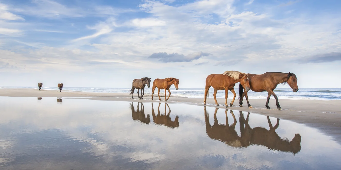 Wild Horses Of The Outer Banks Mark Buckler Photography