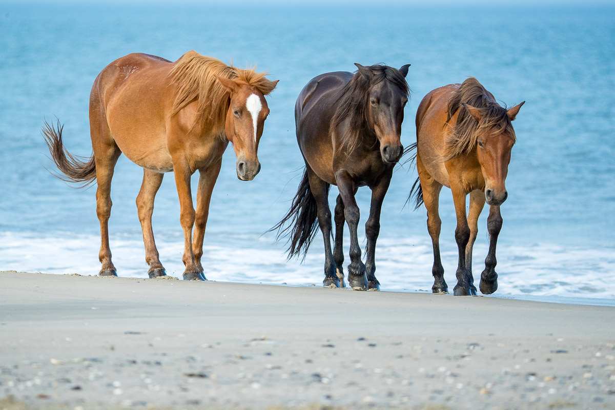 wild horses obx tours