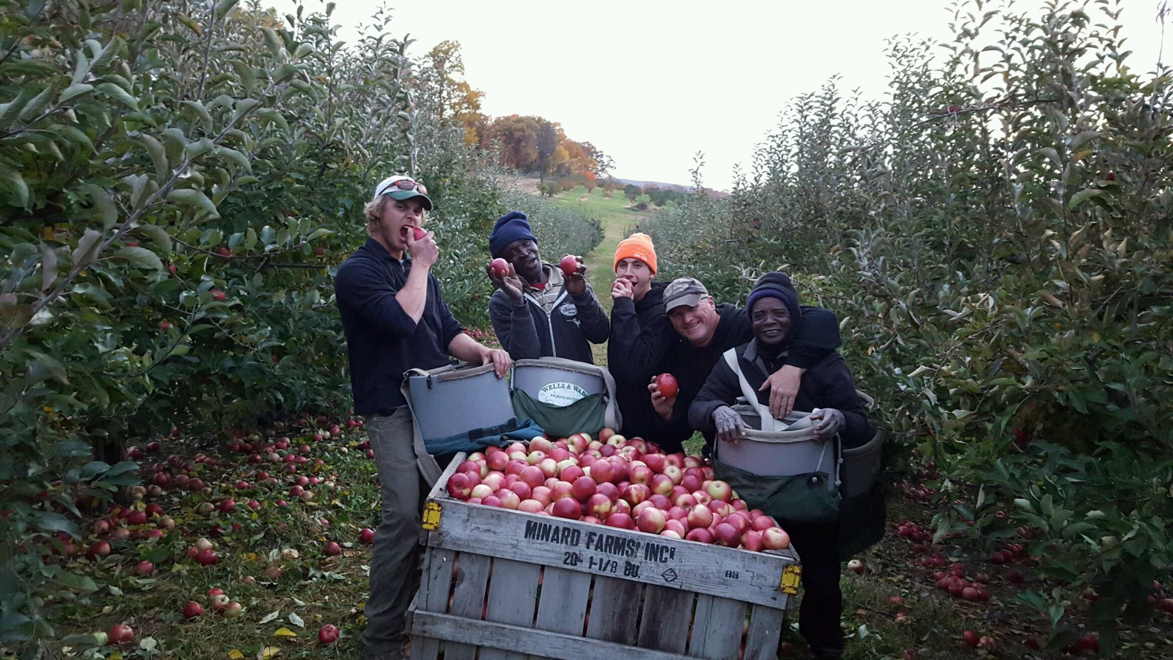 SJ and Stephen Pennings picking apples with employees