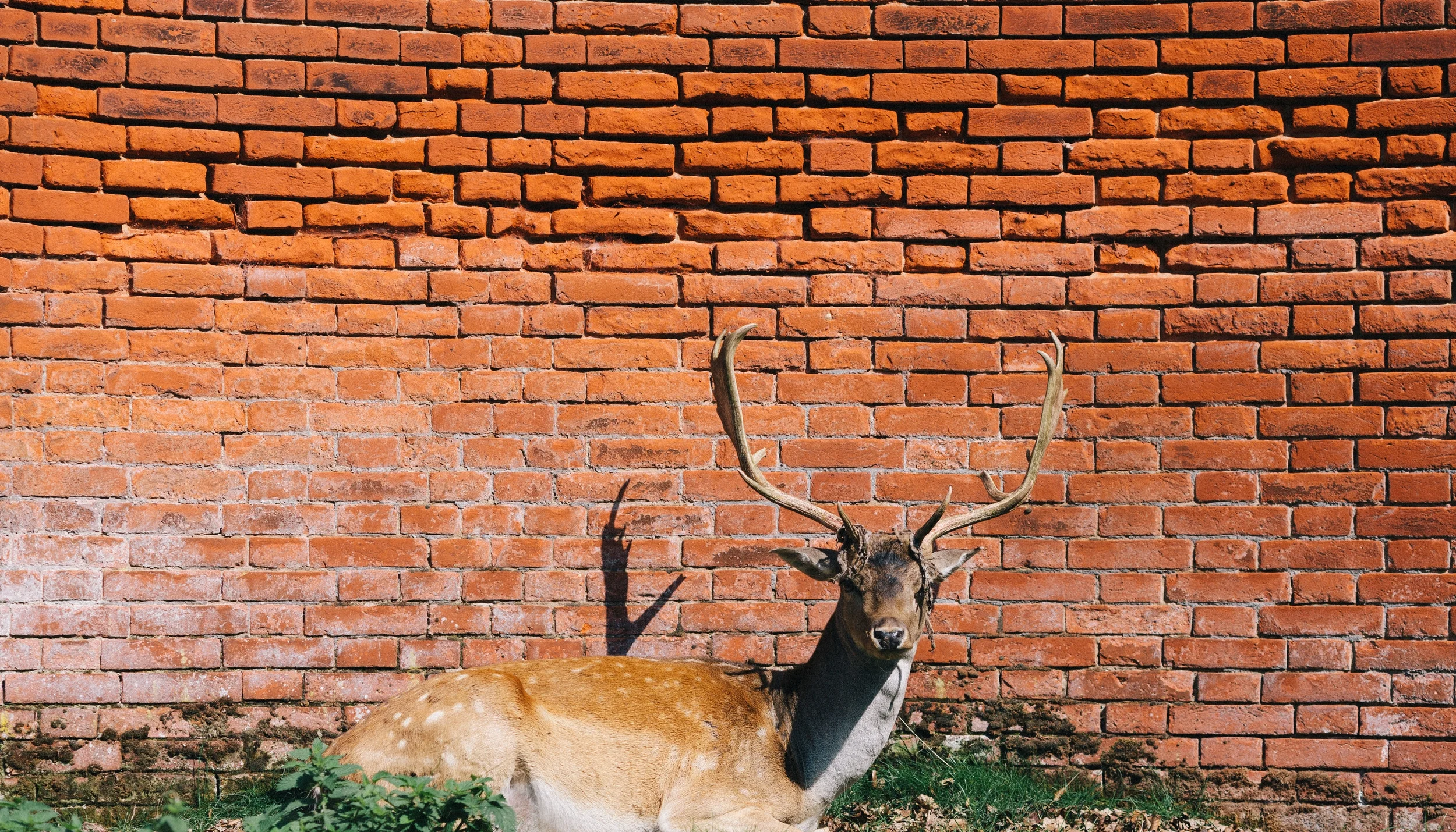 deer.jpg