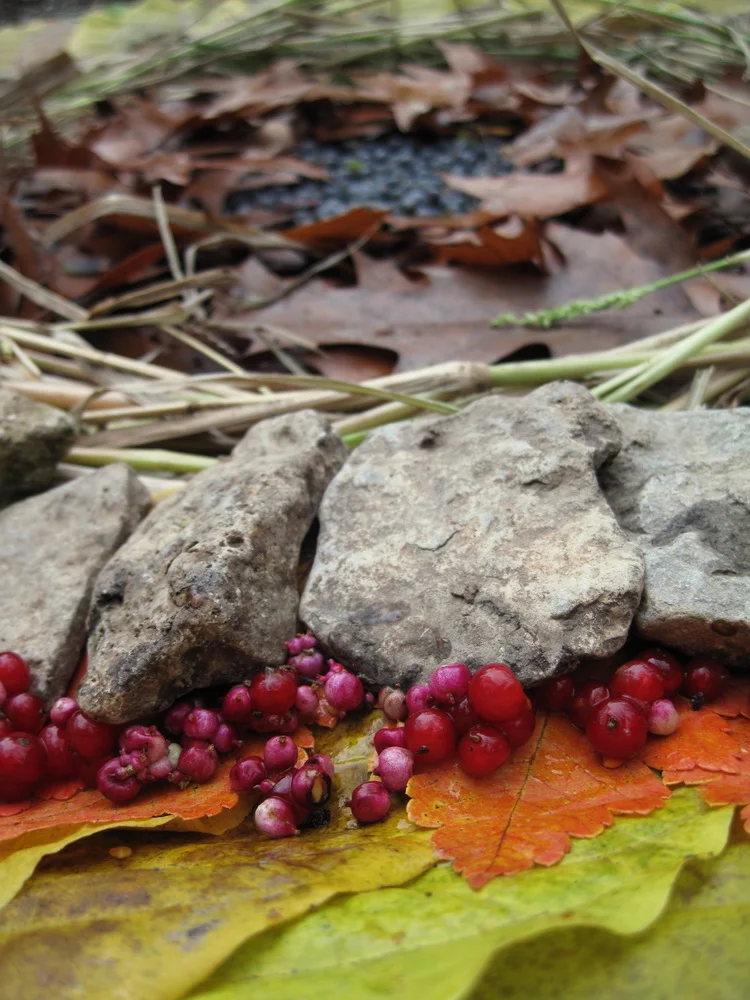 Forest School: Mandala Fun-Time 