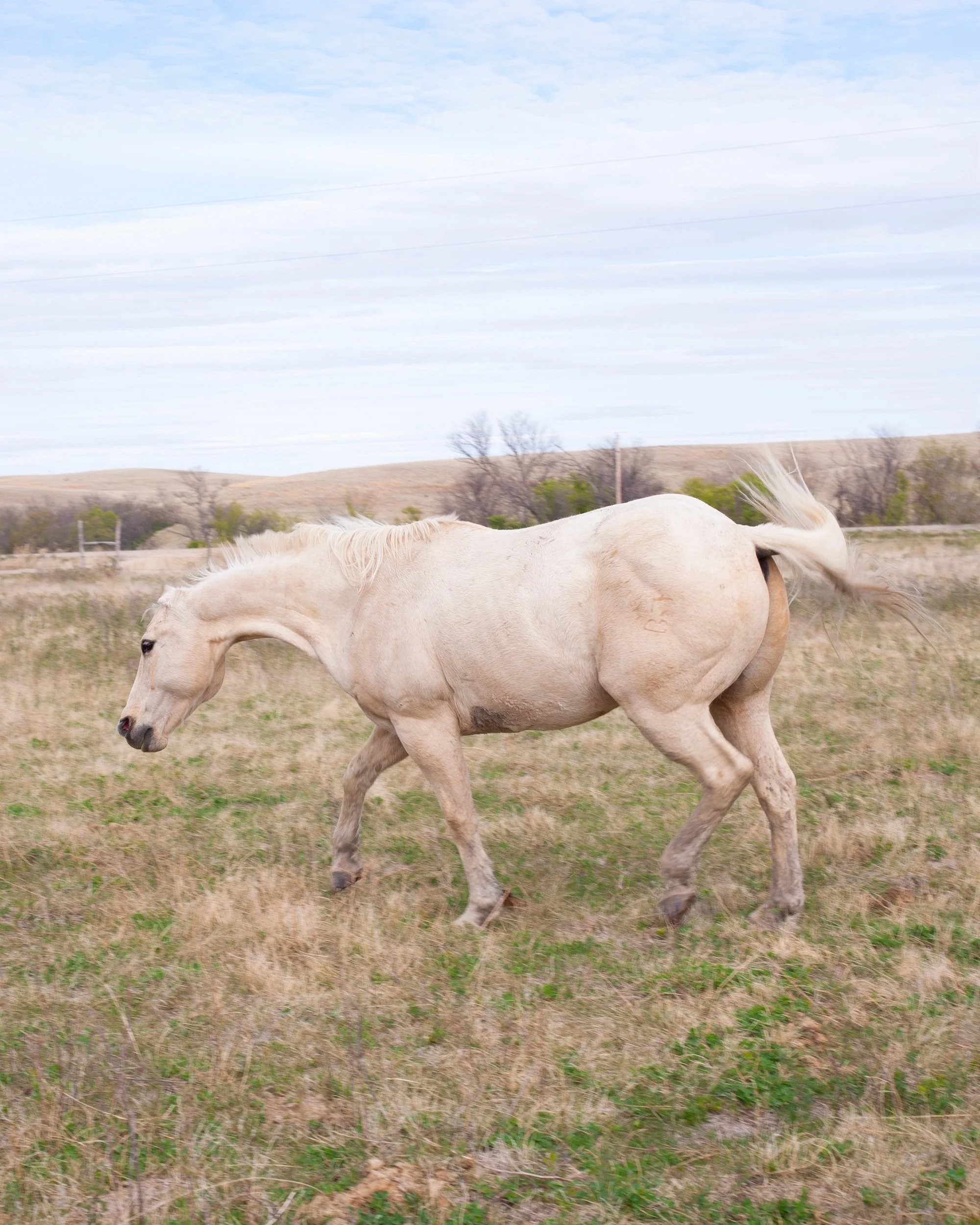 white horse motion.jpeg