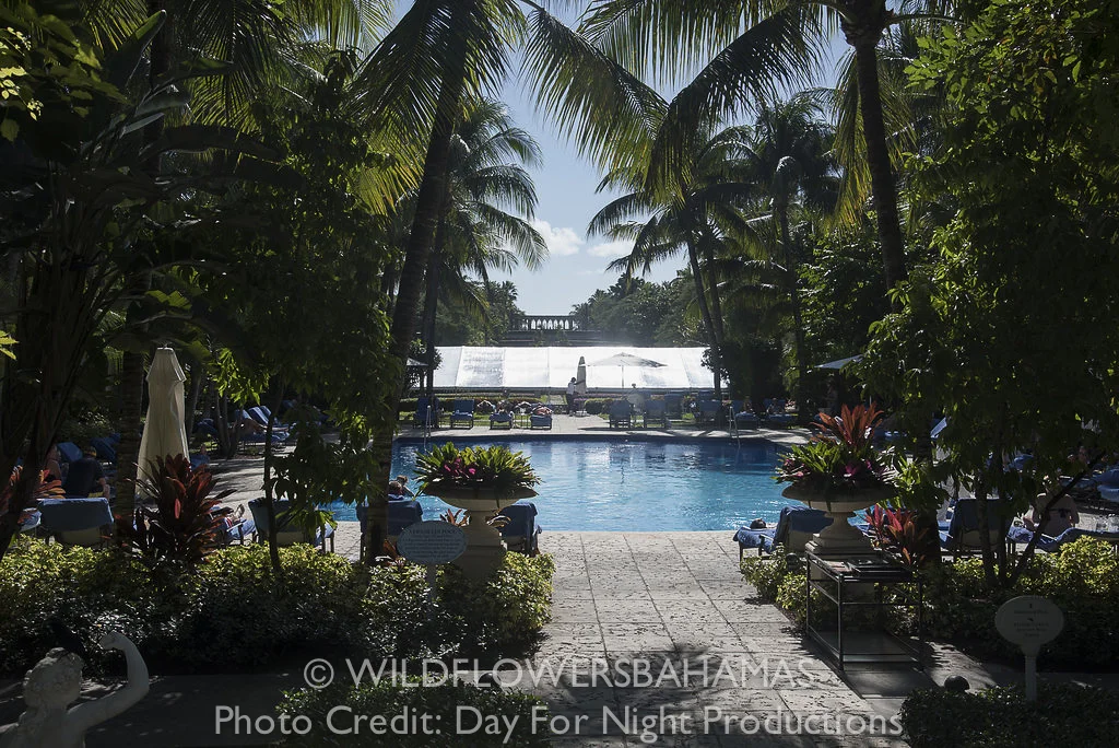 Wildflowers-Bahamas-Real-Weddings-JL-002.jpg