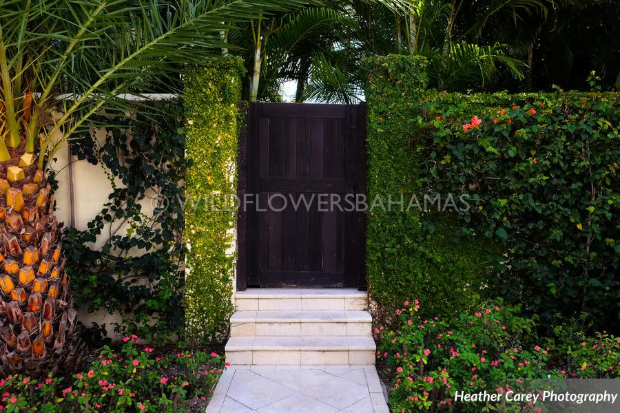 Wildflowers-Events-Bahamas-Albany-13.jpg