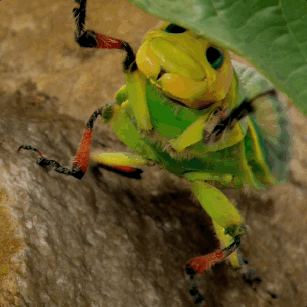 naturesway2.gif