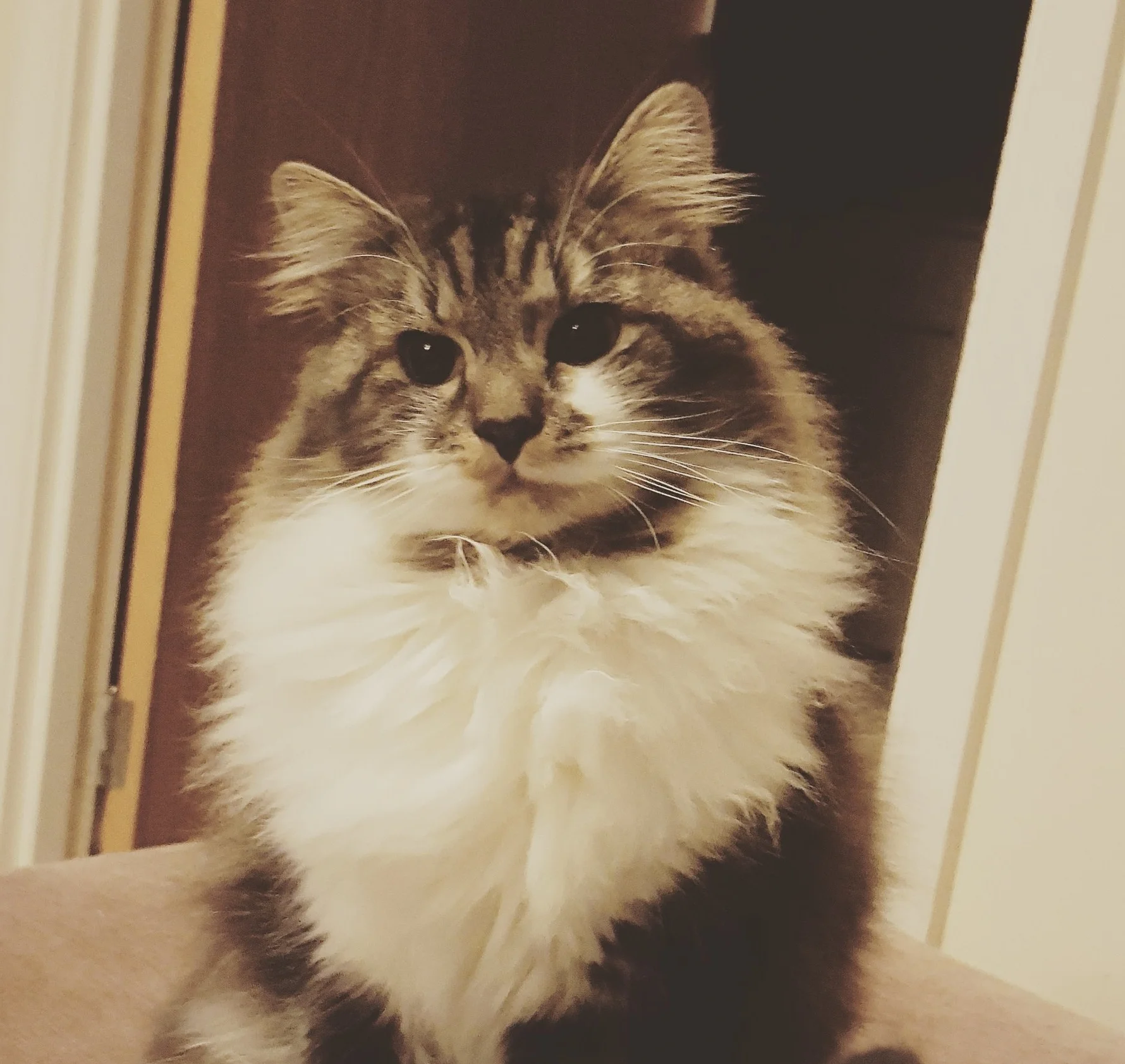 Izzy