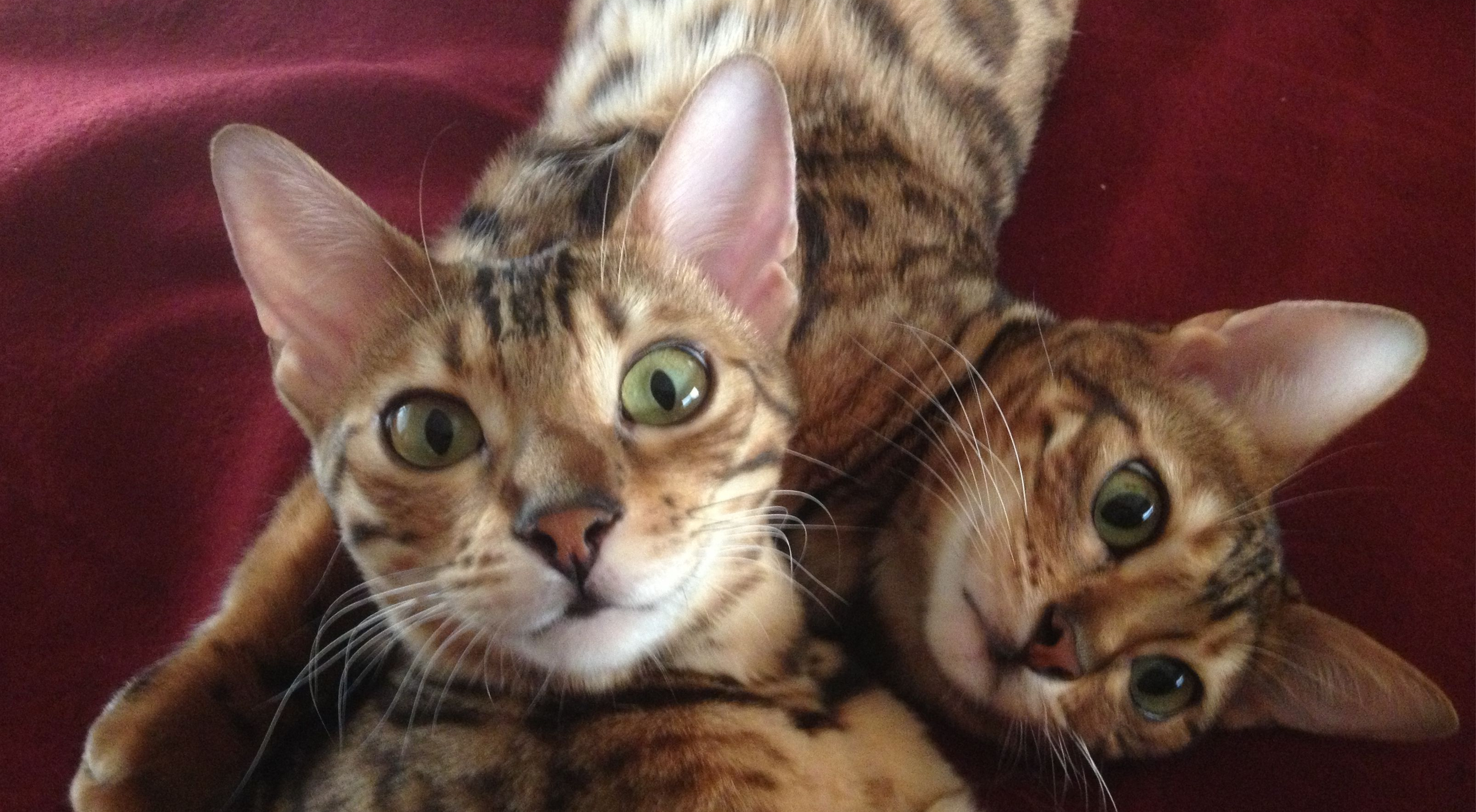 bengal cat exercise wheel