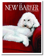 new barker (spring 2008) Everything old is new again. bentley B is featured along with Downtown Dogs (Tampa) on page 52.