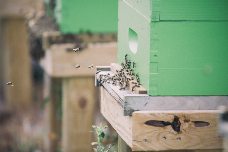 Meadery Bee Hives