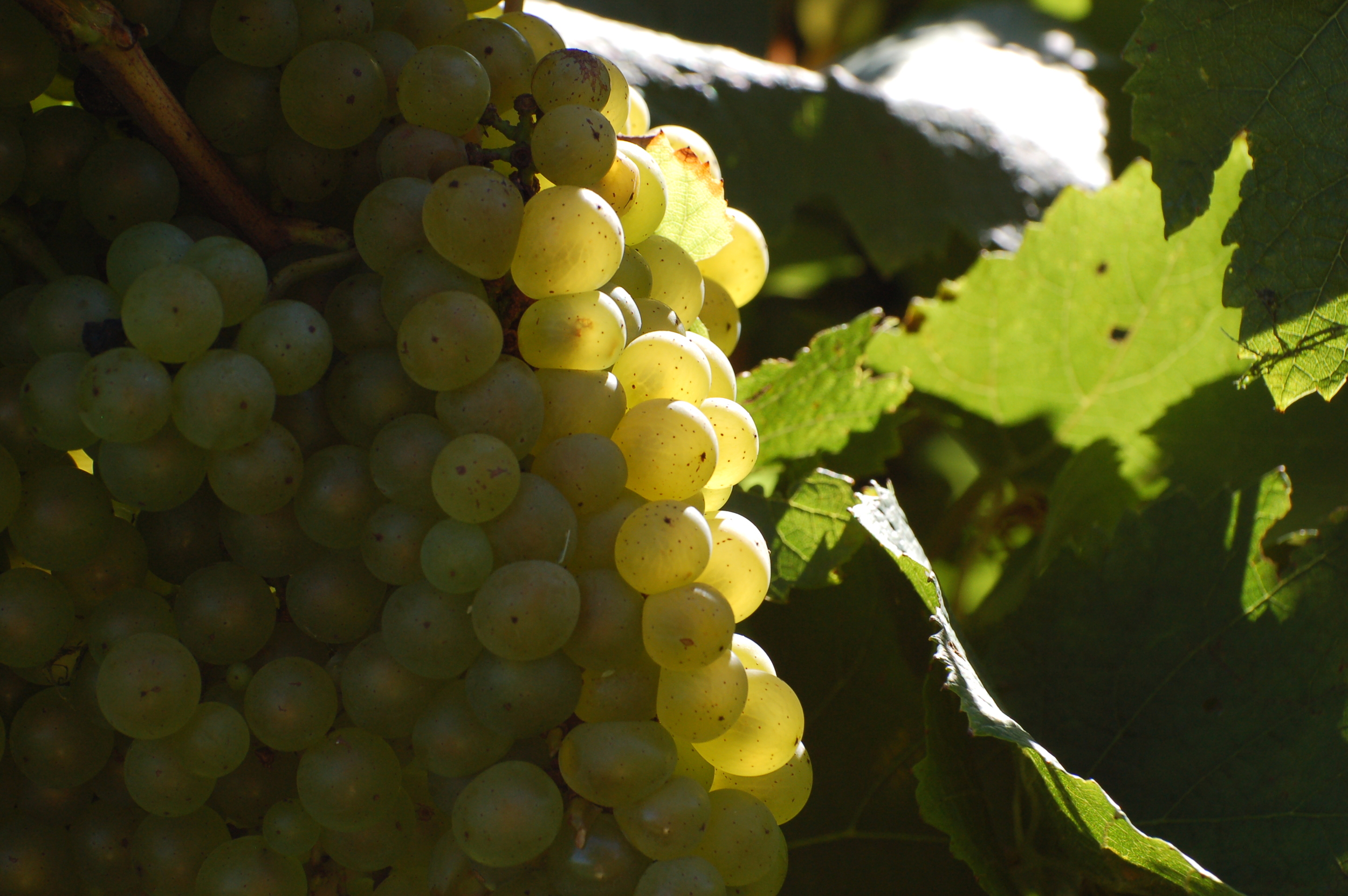Maryland Chardonnay Grapes
